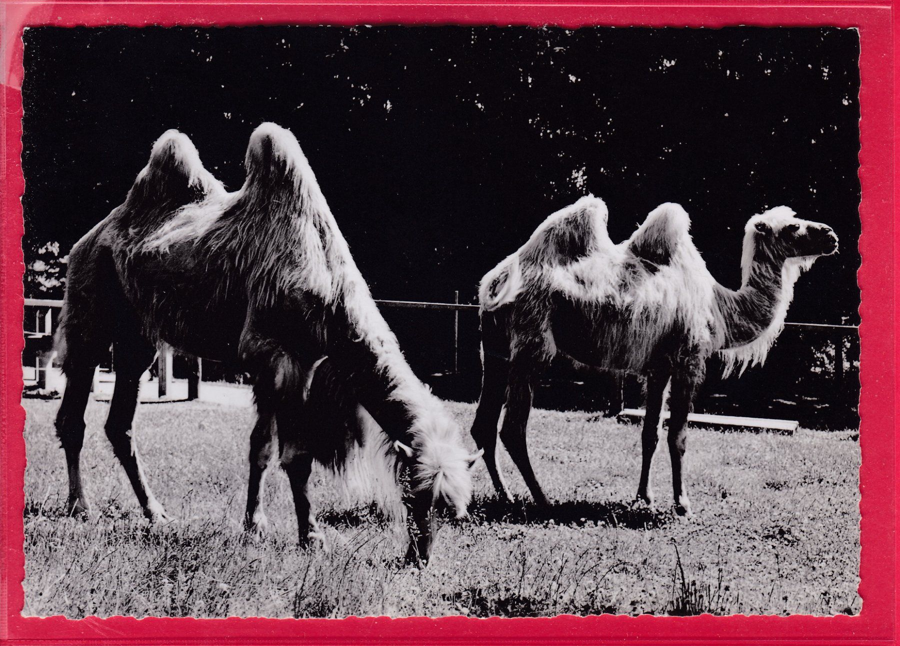 Cartoline postali: ZOO ZÜRICH, WEISSE KAMELE – Usato da Oberrieden venduto da Gebirgsstelze
