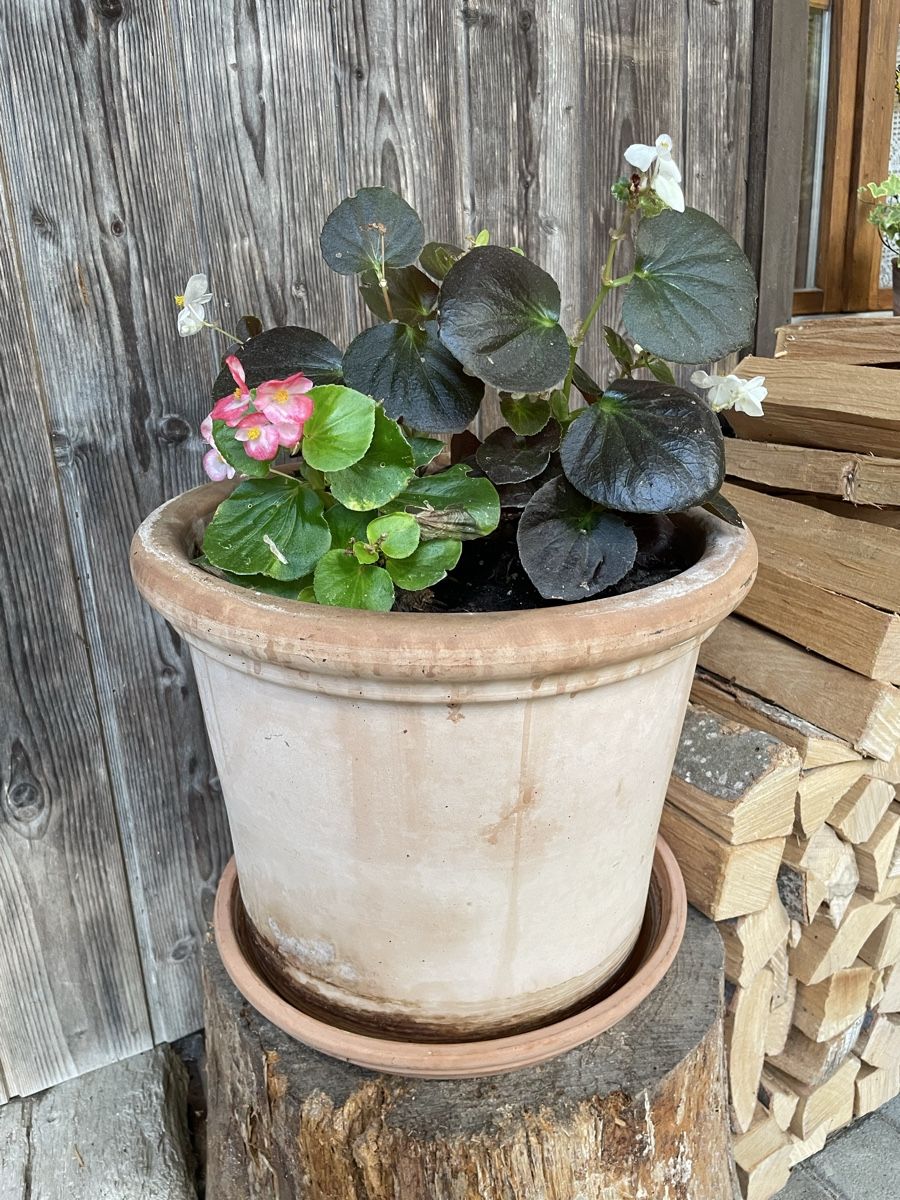 Blumentöpfe: Terracotta Ton Topf – Gebraucht aus Kölliken von Michi180