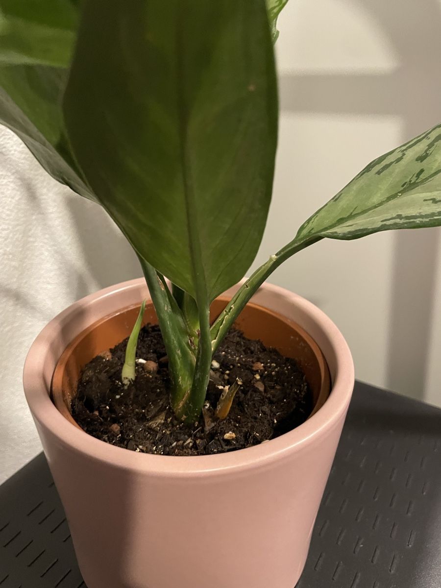 Pflanzen & Samen: Aglaonema Silver Bay Plant with nice pot – Gebraucht aus Uster von momogarden 2