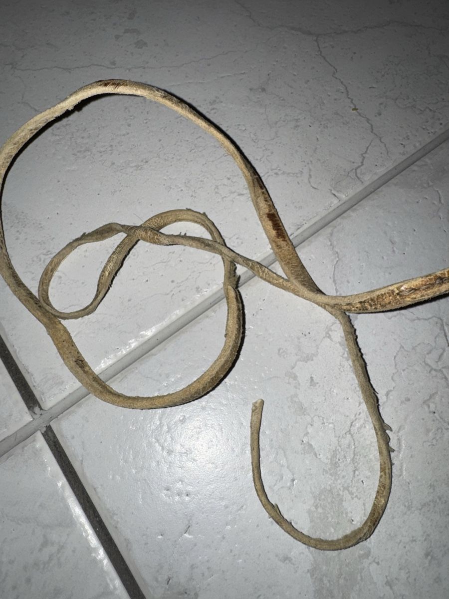Altro in Accessori per animali: Alte Peitsche aus Leder – Difettoso da Gossau ZH venduto da Shaolin 4
