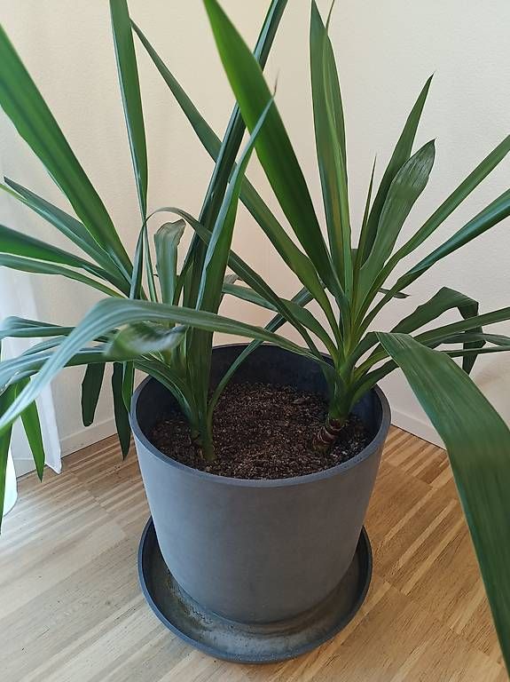Pflanzen & Samen: Yucca Palmen Stecklinge – Gebraucht aus Buchs AG von mahrm13