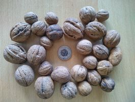 Baumnüsse, Walnüsse mit 1, 3 und 4 Kammern! Rarität! 27 Stk.