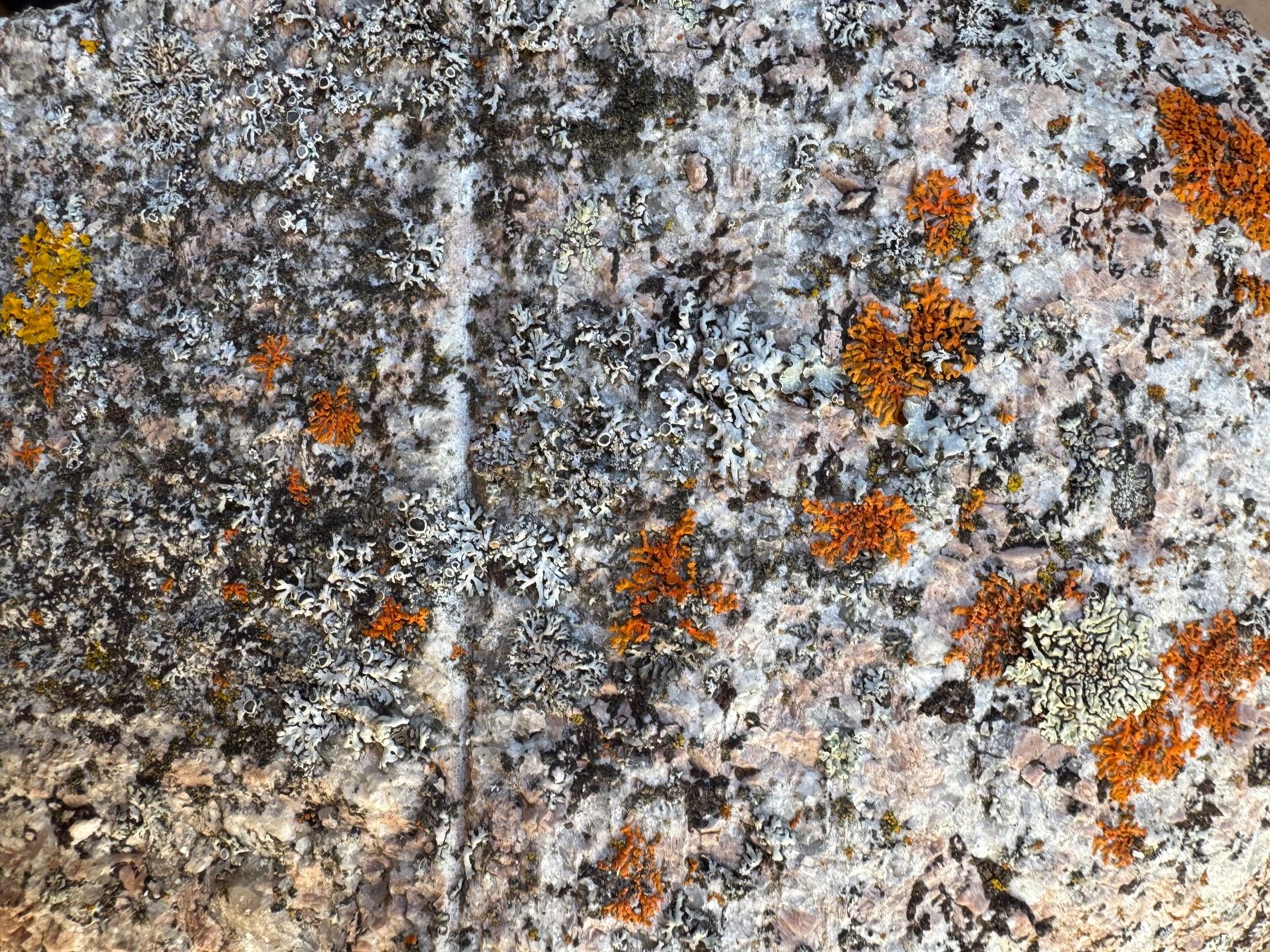 Tutte le decorazioni: Gartendeko – Usato da haldenstein venduto da adler039 3