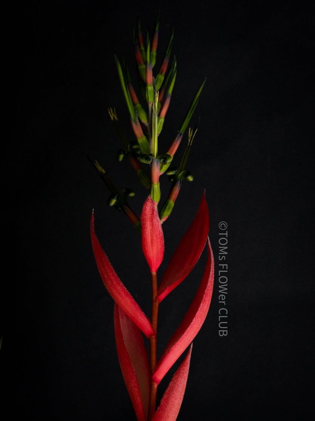 Piante & sementi: Bromelia / Bilbergia Decora - super robuste Pflanze – Nuovo e nell'imballaggio originale da Adliswil venduto da astom369 3