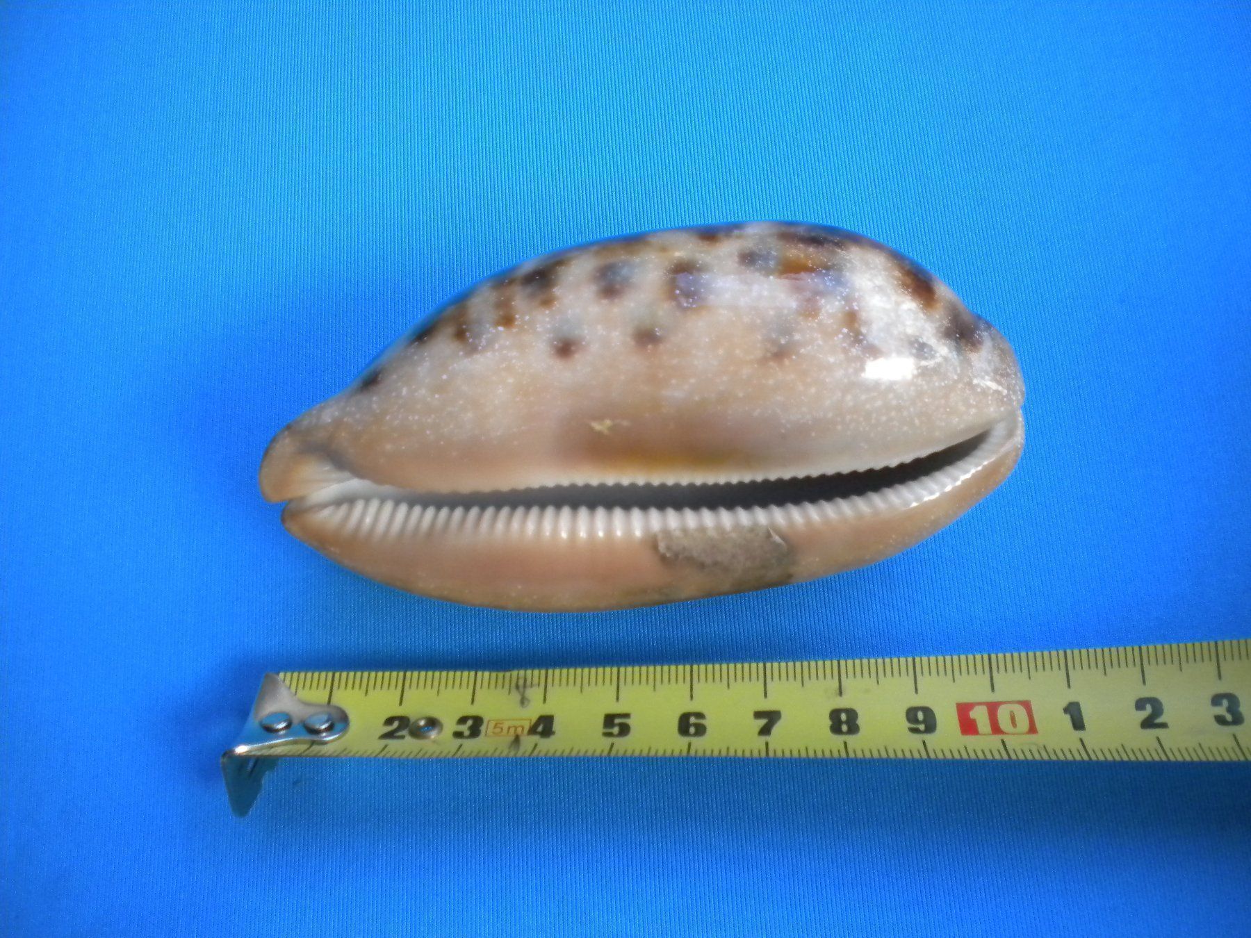 Fossilien: Schöne lange "Cauri" Muschel 10 cm – Gebraucht aus Spreitenbach von Sniper8952 3