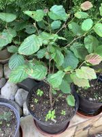 Junge Haselnuss-Pflanze im Topf für den Garten🌳🌰