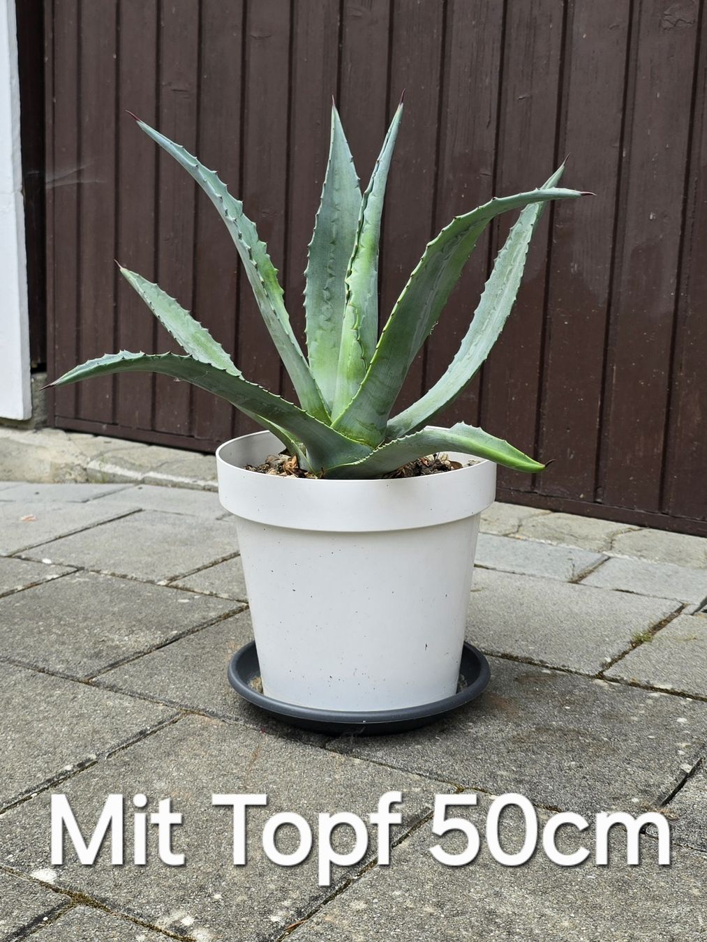 Piante & sementi: Agave American  – Nuovo (secondo la descrizione) da Aarburg venduto da popkorn65