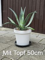 Agave American 