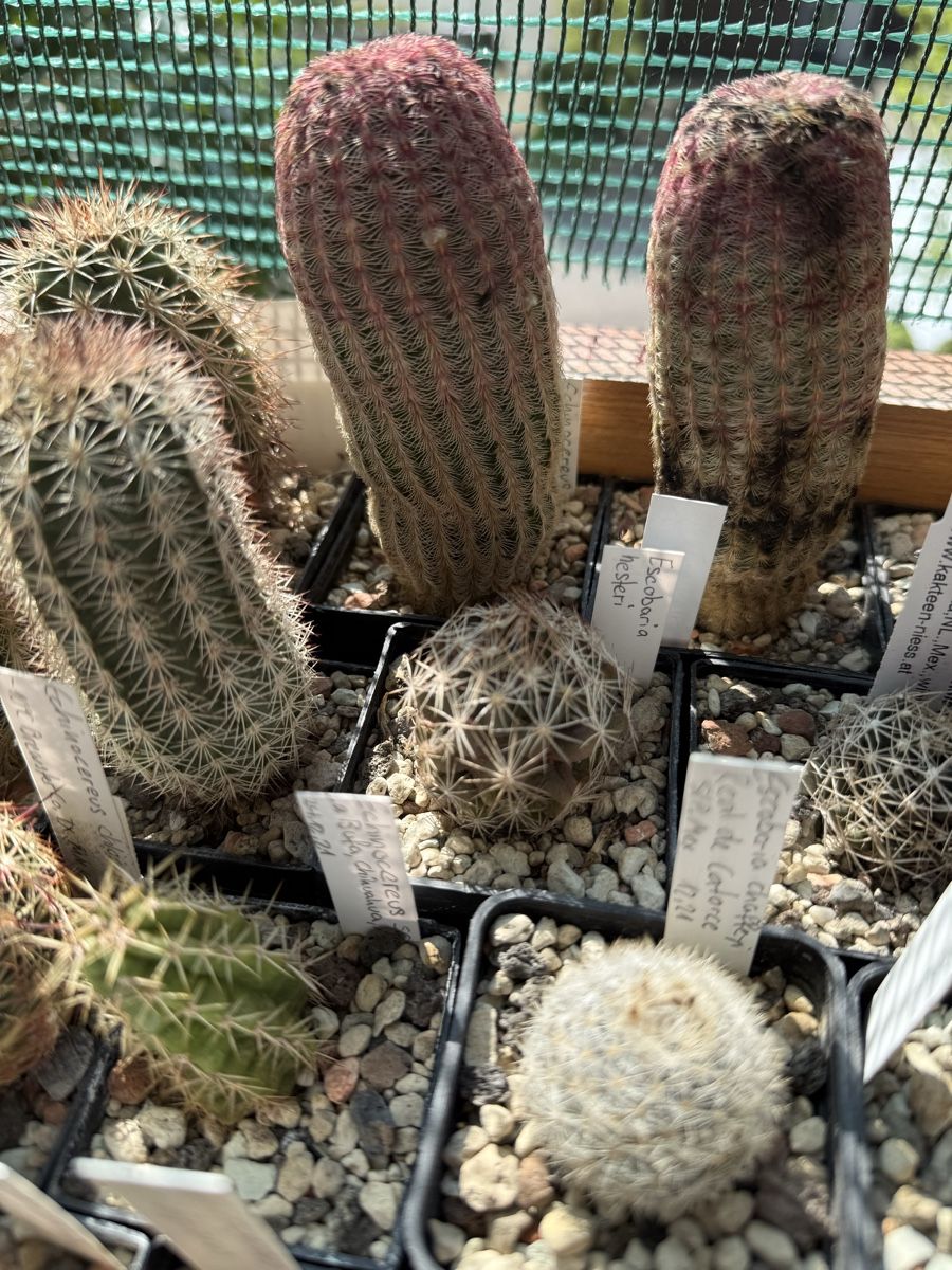 Piante & sementi: Escobaria hesteri – Usato da Rorbas venduto da SimS0n 1
