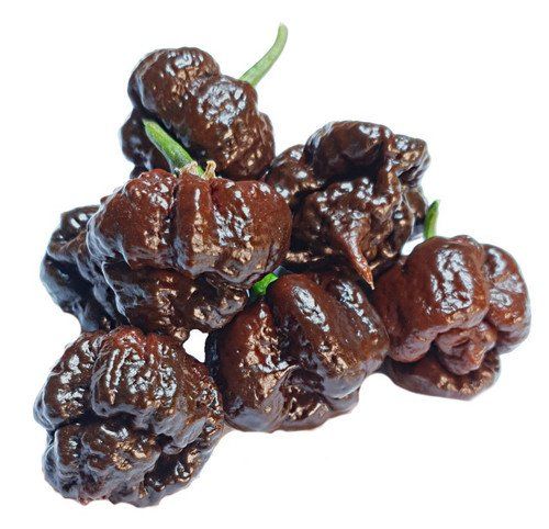 Pflanzen & Samen: Borg 9 Chocolate - Capsicum Chinense - 10 Samen – Neu und originalverpackt aus Sumiswald von Cham14559 1
