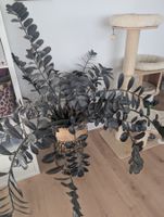 🌿 Exotischer Blickfang: Zamioculcas 'Raven' (Glücksfeder)🌿