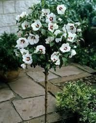Hibiskus Strauch 15 Samen Kaufen auf Ricardo