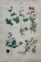 Antike Lithographie BOTANIK, 1880 - Dekorativ, 27 x 18 cm