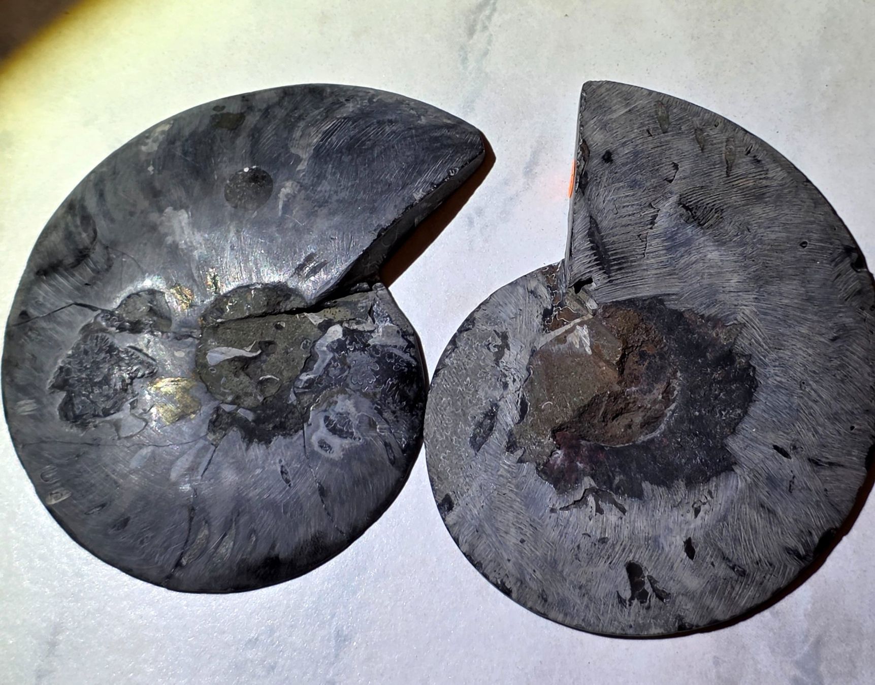 Fossili: Schwarzes Ammonitenpaar C 300g – Nuovo e nell'imballaggio originale da Matzingen venduto da Shay_Crystalz 3