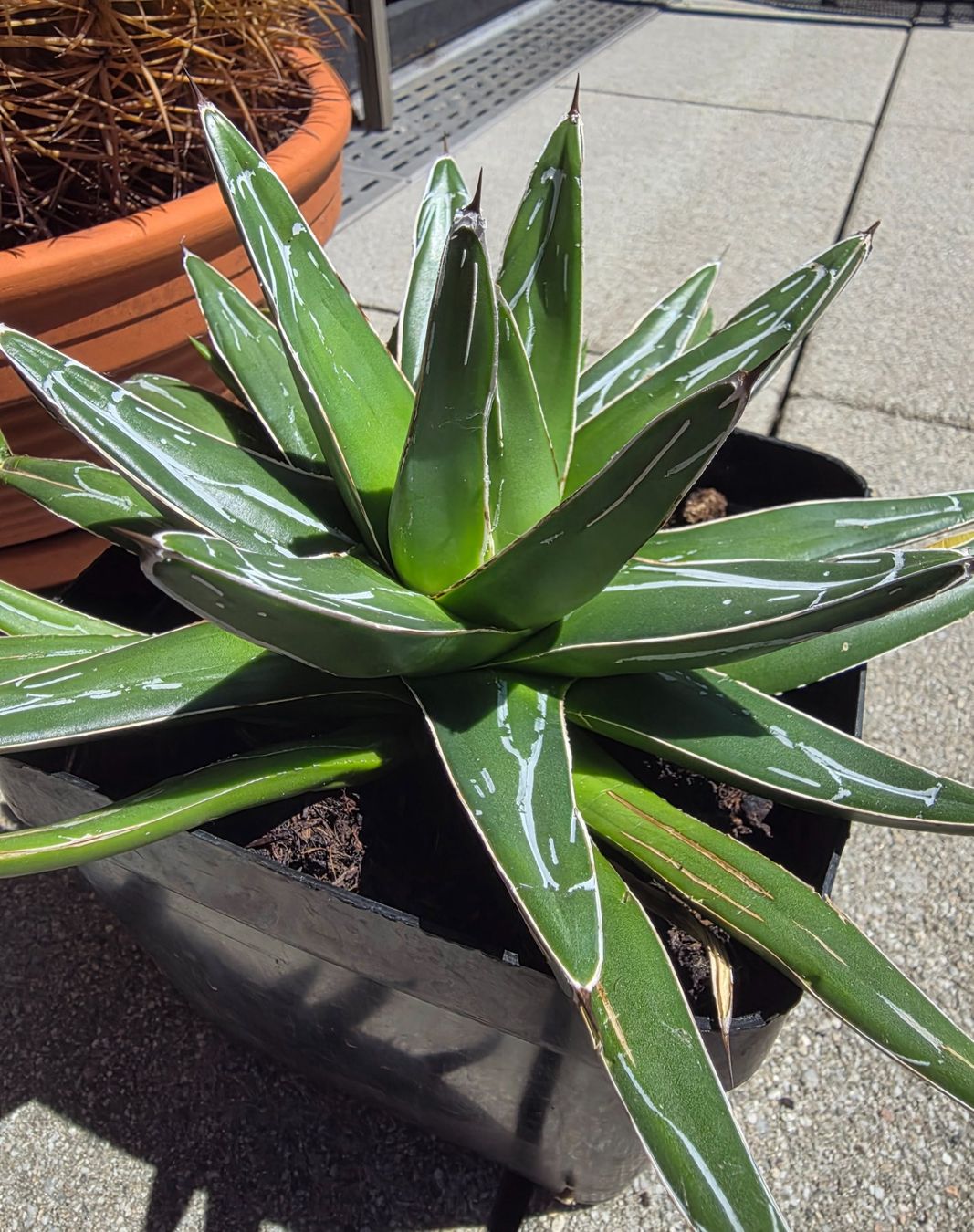 Pflanzen & Samen: Agave victoria reginae 25cm – Gebraucht aus Basel von AJacks 1