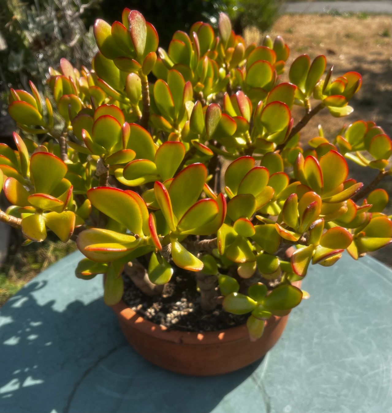 Plantes & graines: Dickblatt Crassula ovata – Neuf (Voir description) à Vinelz par Wellensittich55 2