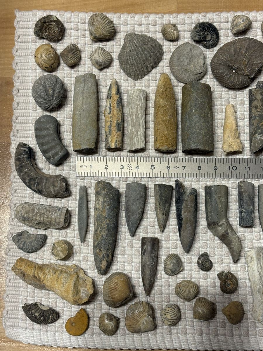 Fossilien: Versteinerung Sammlung – Gebraucht aus Rümlang von euqinom16 1