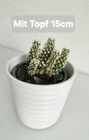 Kaktus 'Arizona Snowcap' (Mammillaria) im weißen Übertopf