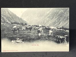 Ansichtskarte: Auf der Alp