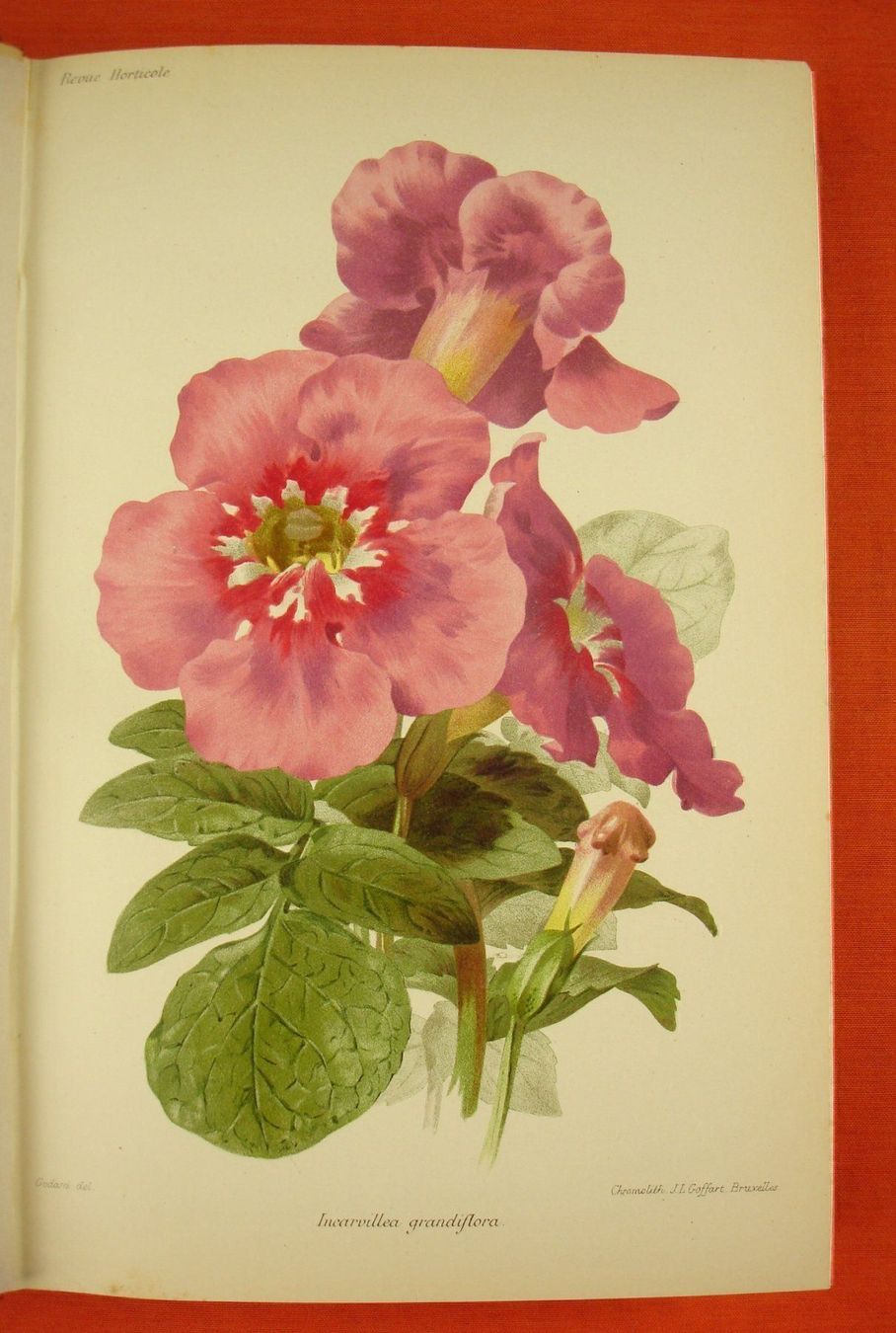 Livres: REVUE HORTICOLE 1899, LITHOS – D'occasion à Grüningen par Kartensammler