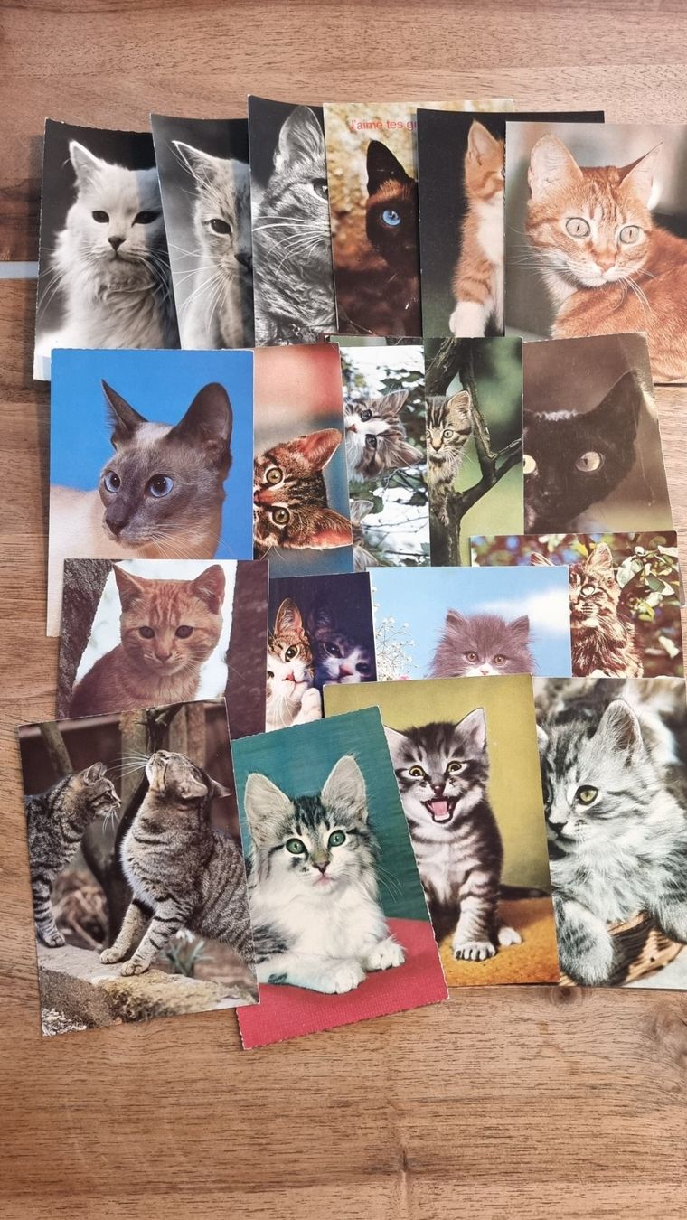 Cartoline postali: Ansichtskarten Katzen – Usato da Hombrechtikon venduto da kuckuck04