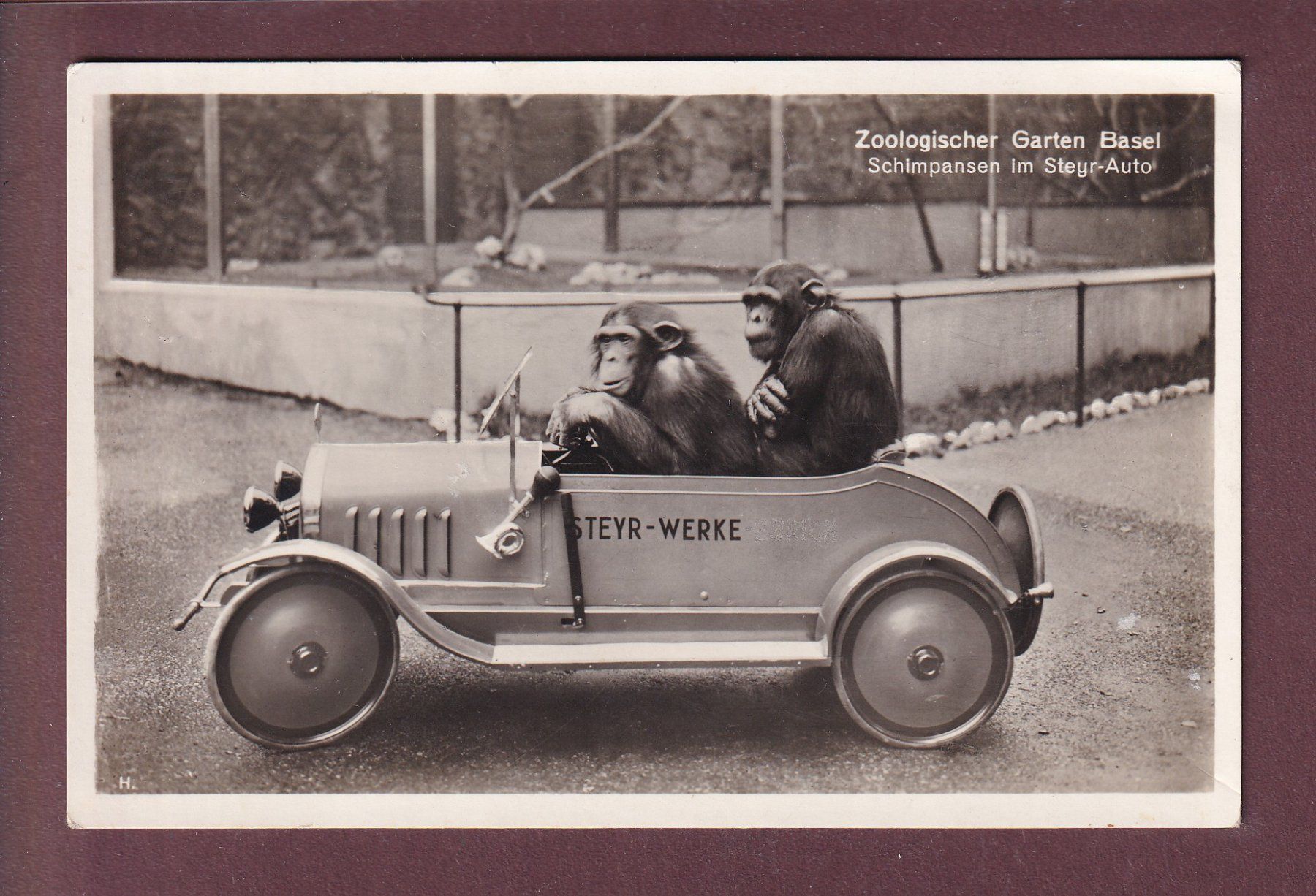 Cartoline postali: BASEL - Zoo - Schimpansen im Steyr-Auto – Usato da Pully venduto da nicecards