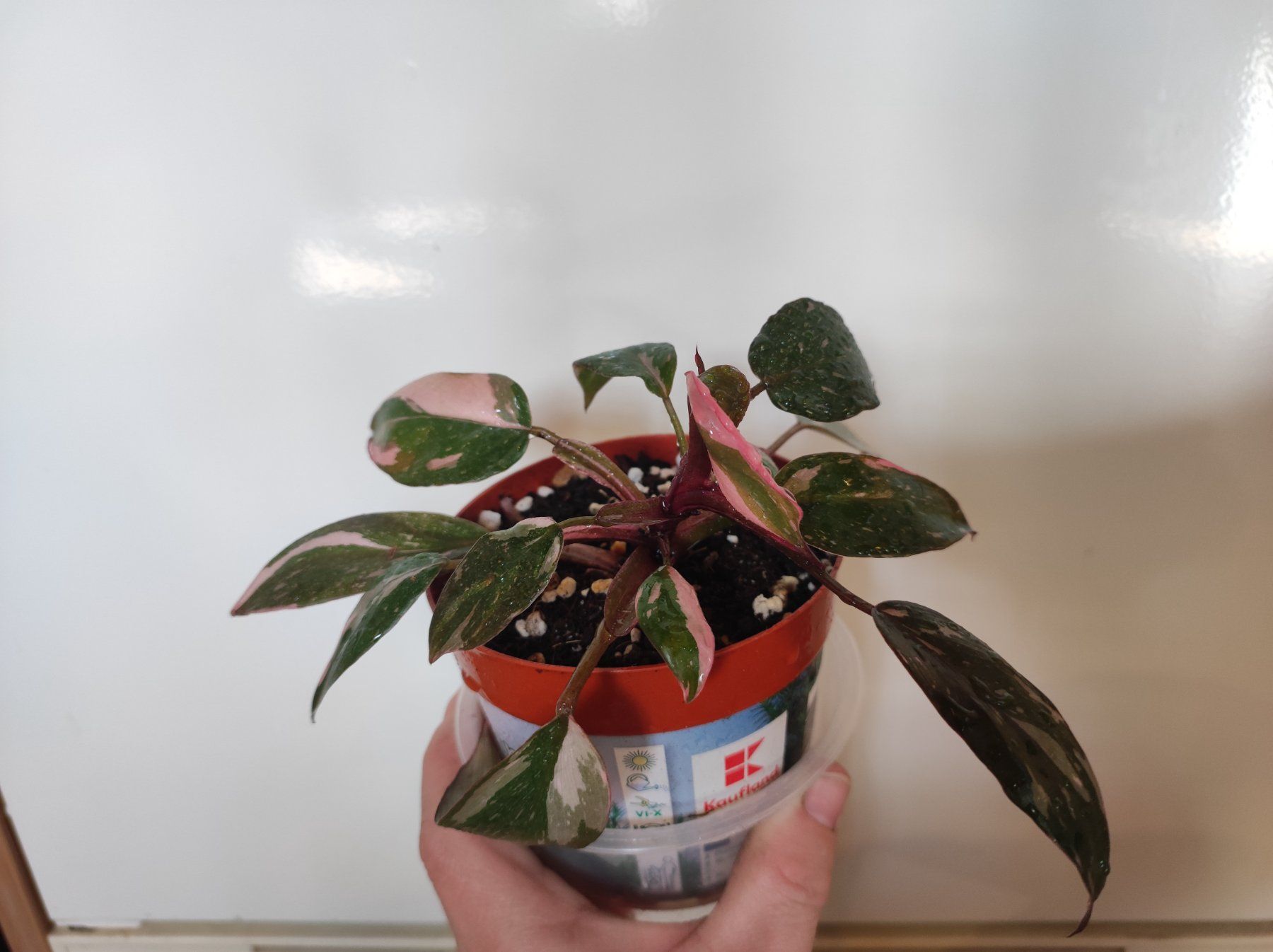 Piante & sementi: Philodendron pink princess – Usato da Hasliberg Hohfluh venduto da eva_9895
