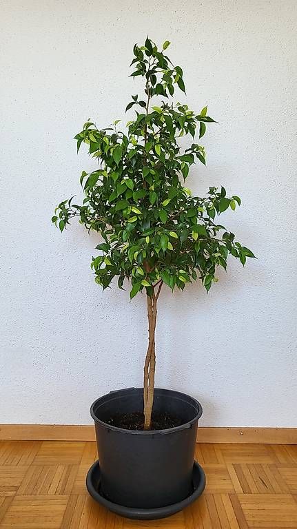 bonsai draußen halten Outdoor Bonsai Urweltmammutbaum (Metasequoia) ca. 30 cm – winterhart, –  Blumen-Senf® main image 0