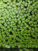 Wasserlinse/Entengrütze