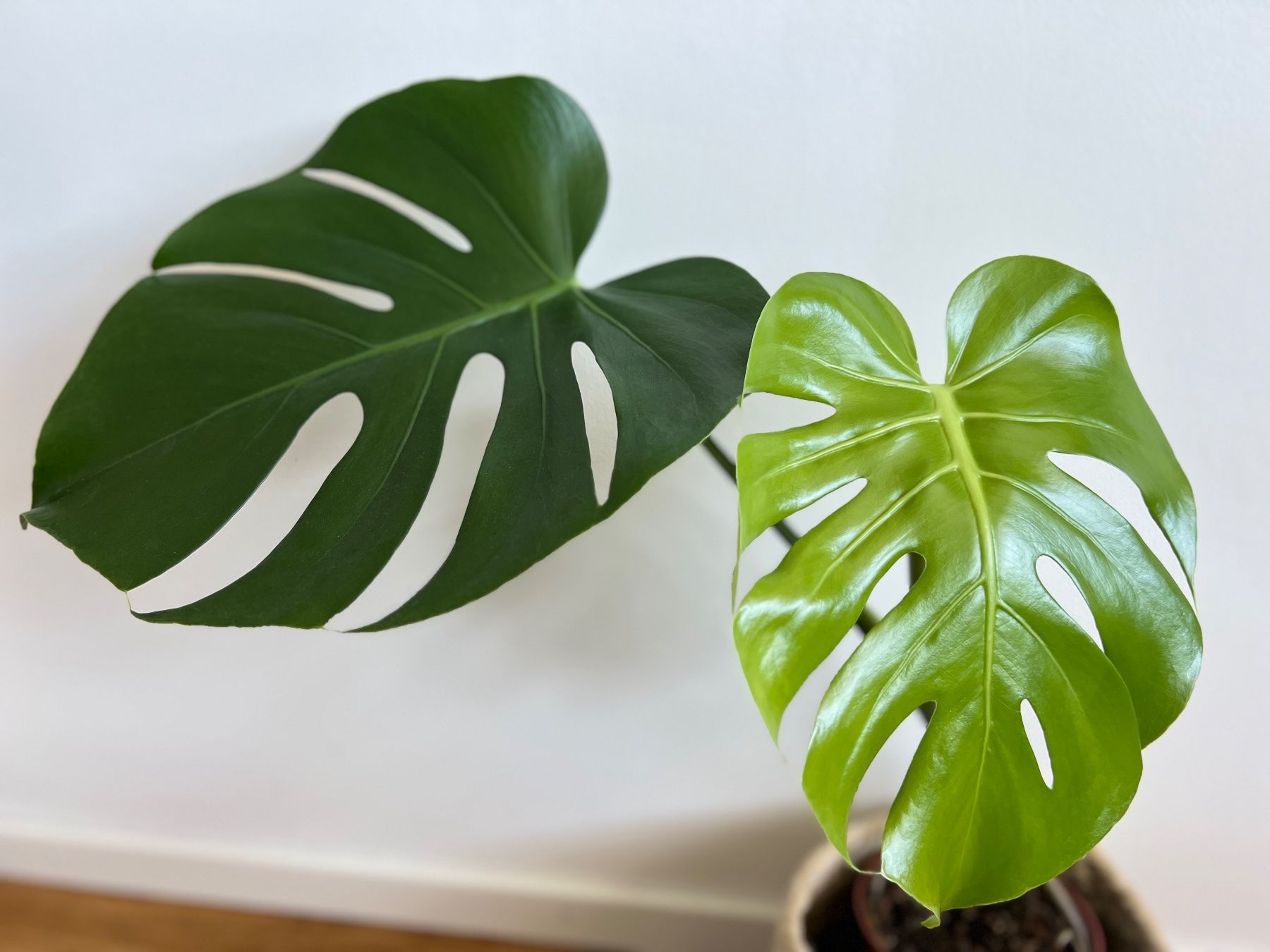 Plantes & graines: Monstera Deliciosa – D'occasion à Glattpark(Opfikon) par ste_n99y 9