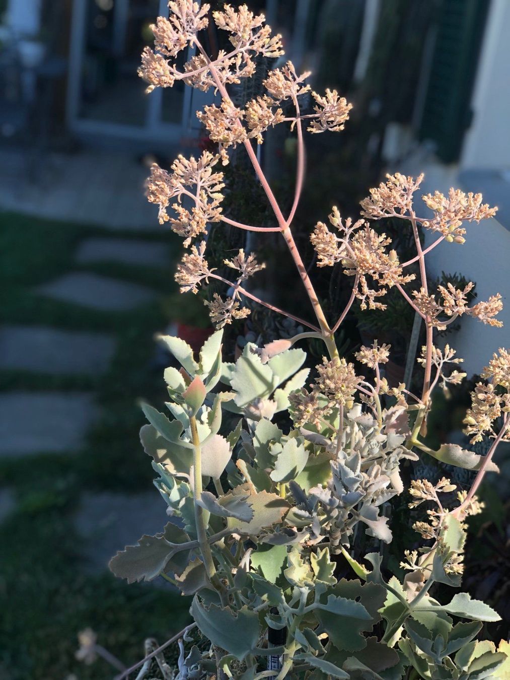 Piante & sementi: Kalanchoe – Nuovo (secondo la descrizione) da Vinelz venduto da Wellensittich55 4