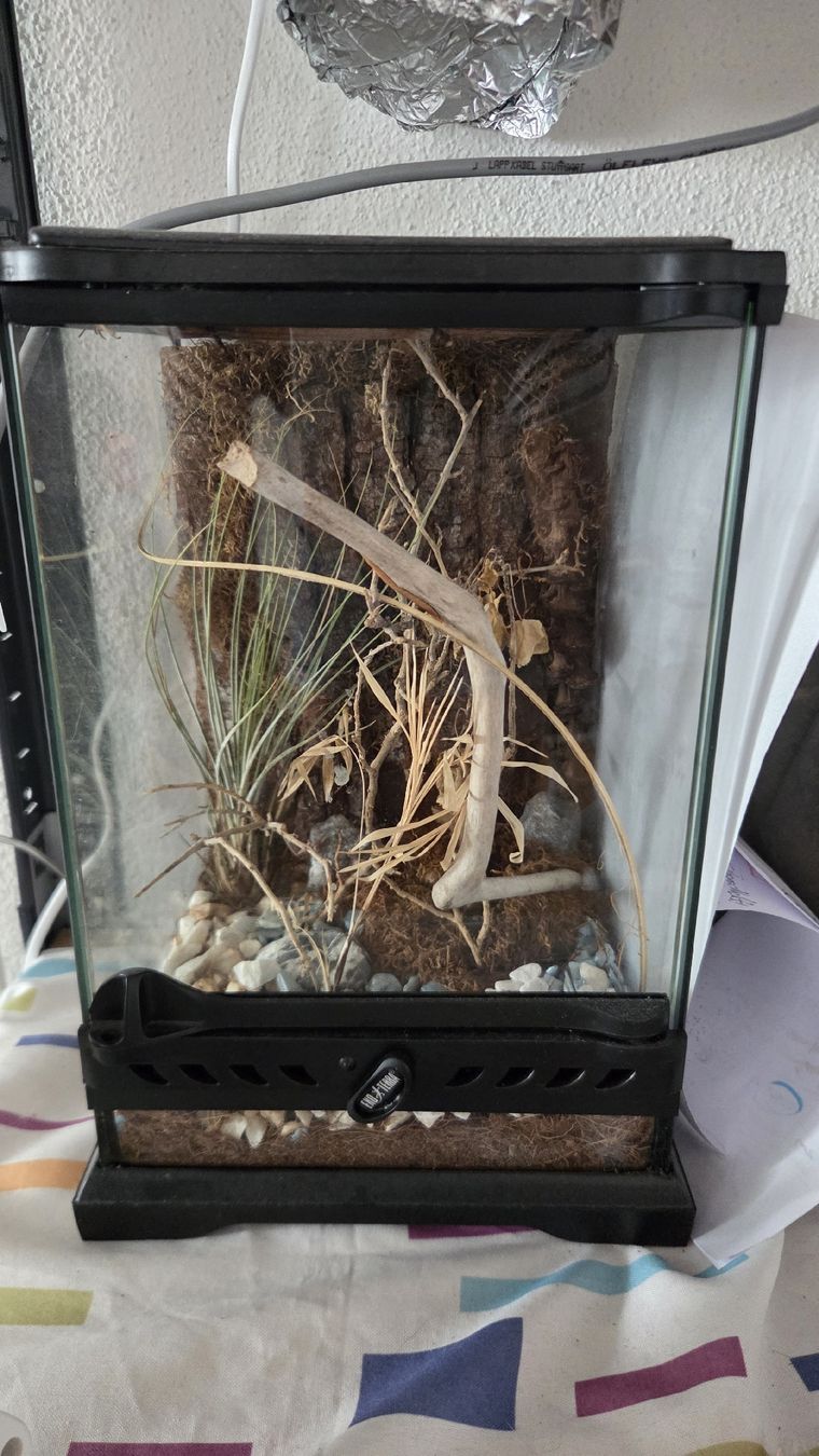 Terrario: terrarium  – Usato da Wollerau venduto da flitzi88