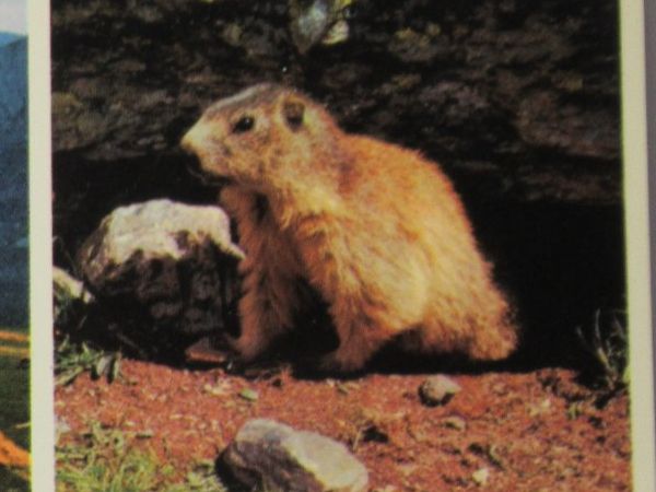 Cartes postales: Monte Tamaro , Murmel 1961 – D'occasion à Grenchen par Bluemchen1900