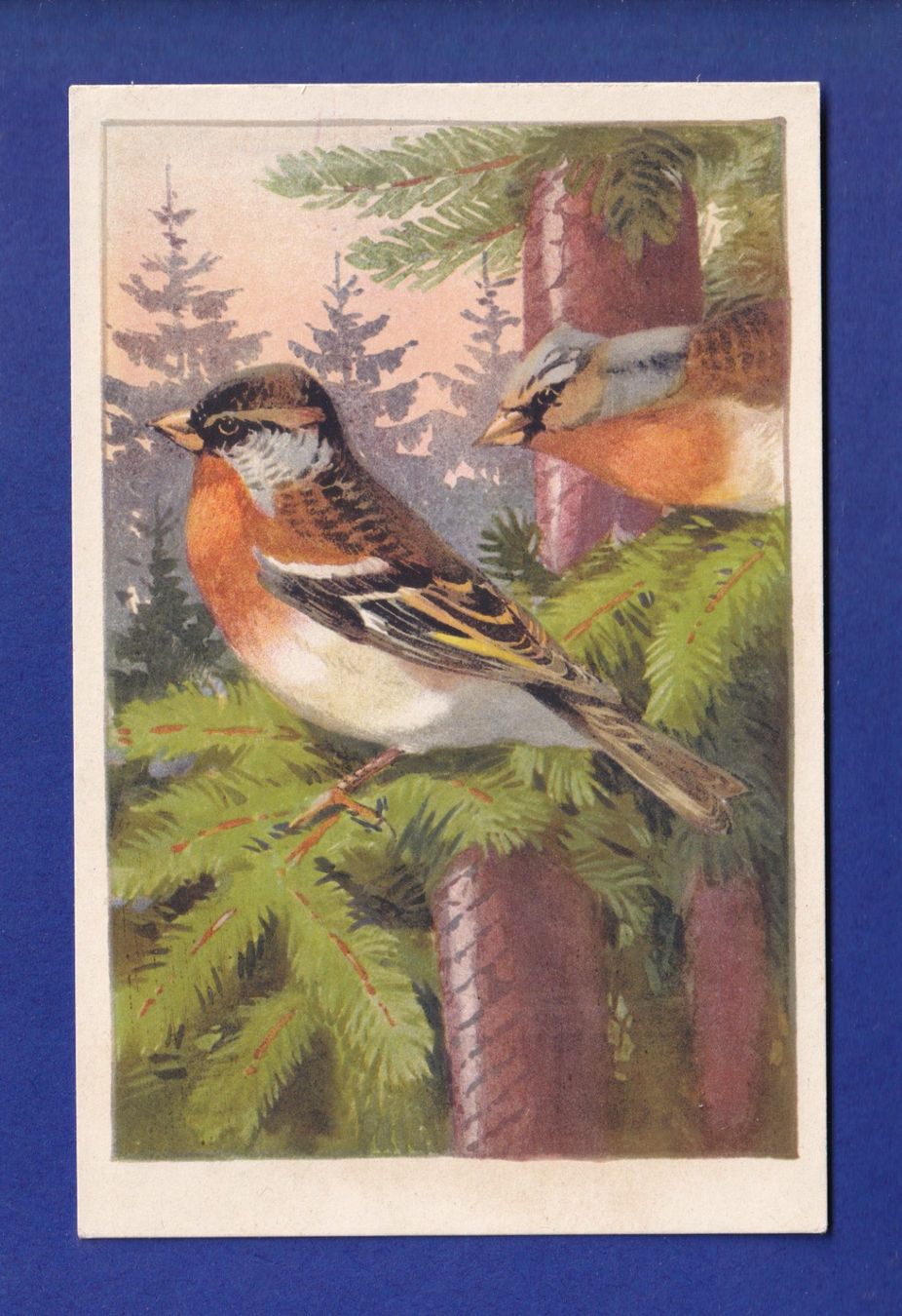 Ansichtskarten: OISEAU - Pinson montain – Gebraucht aus Pully von nicecards-shop