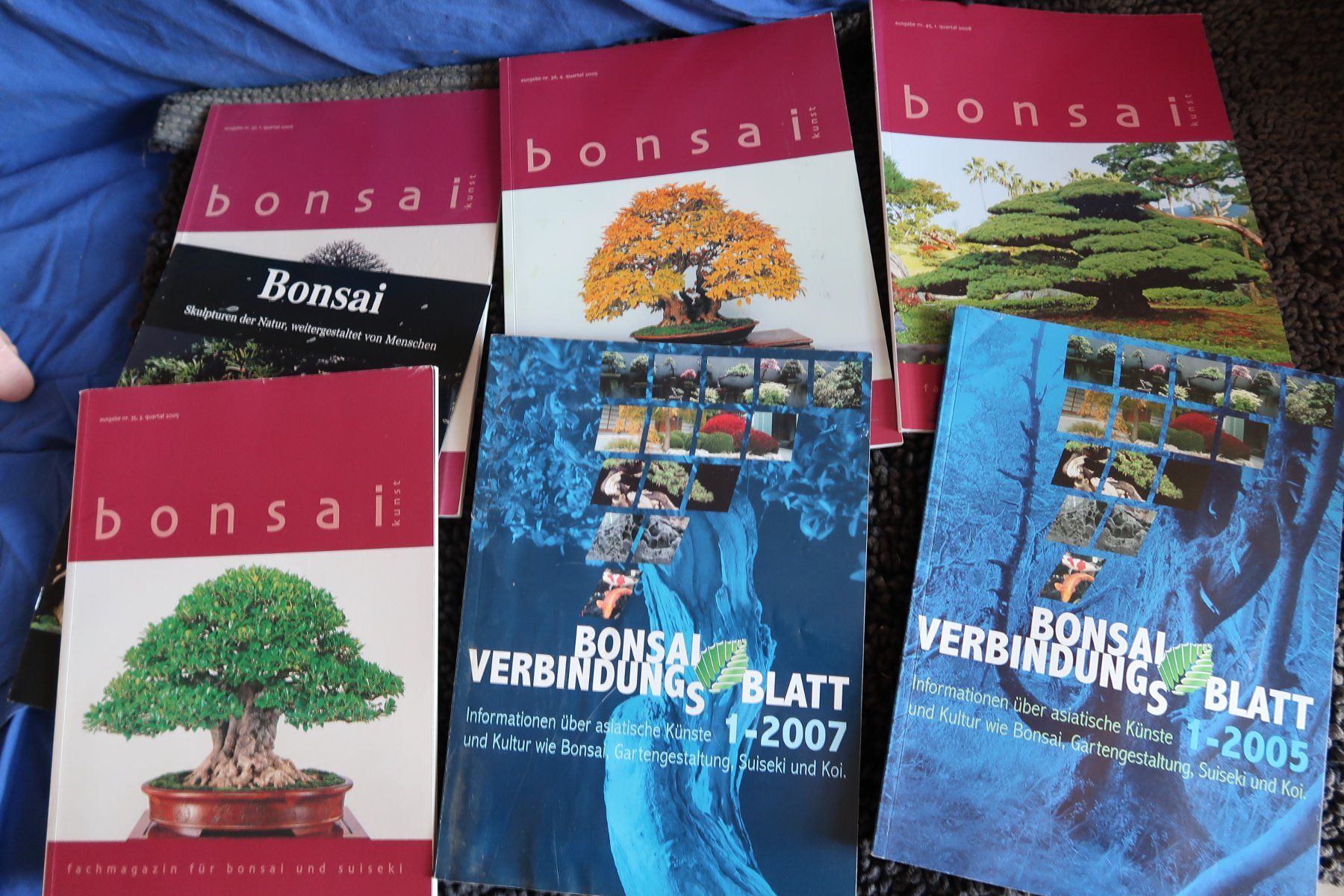 Piante & sementi: Bonsai – Usato da Büsserach venduto da Petiteplante 2