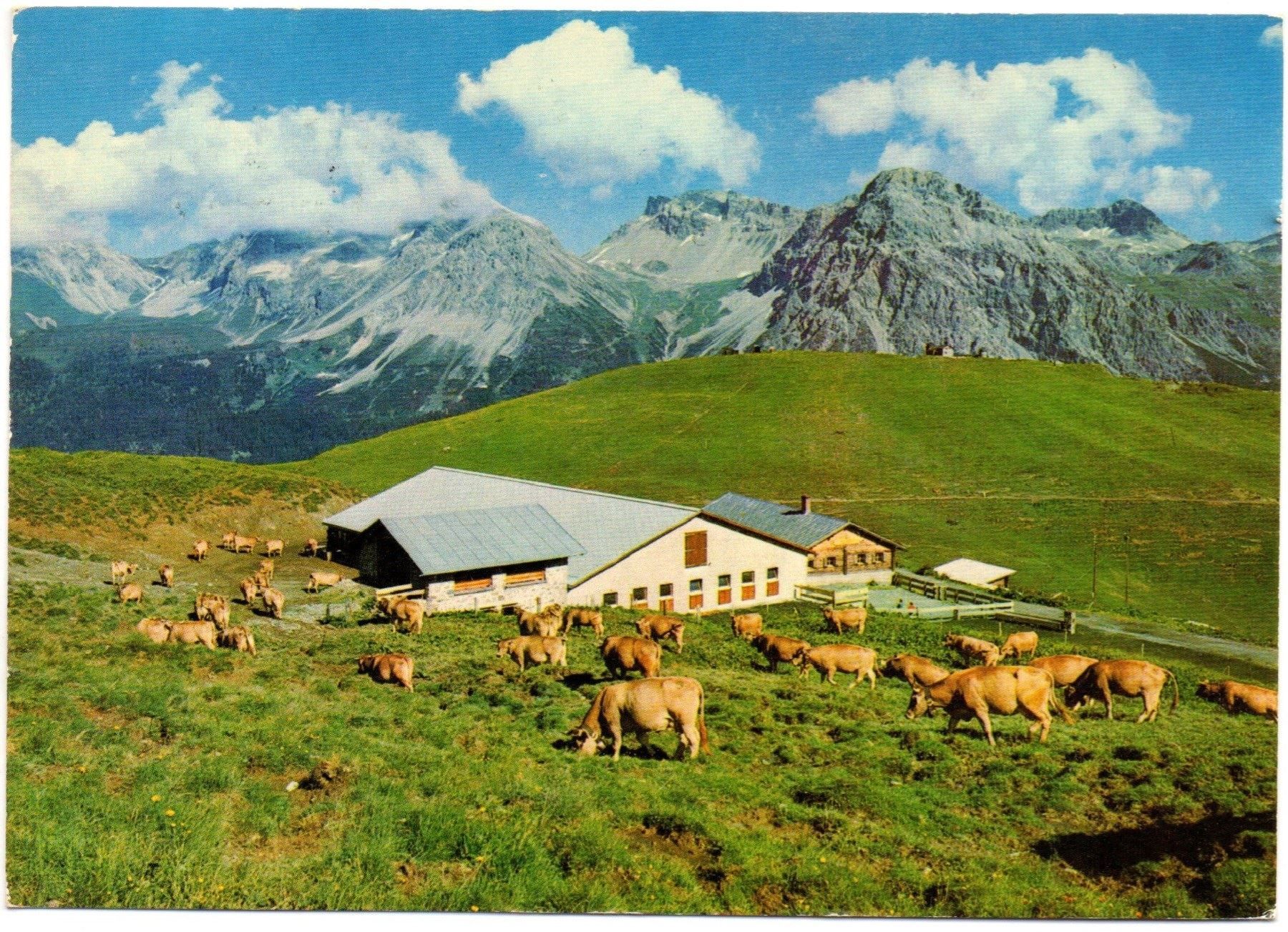 Ansichtskarten: AROSA Tschuggenalp, Kühe – Gebraucht aus Jona von philajona