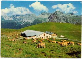 AROSA Tschuggenalp, Kühe
