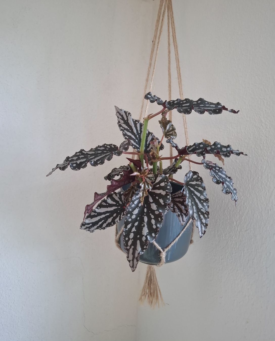 Piante & sementi: Begonia Cracklin' Rosie Steckling – Usato da Ballwil venduto da Mirjam789 5