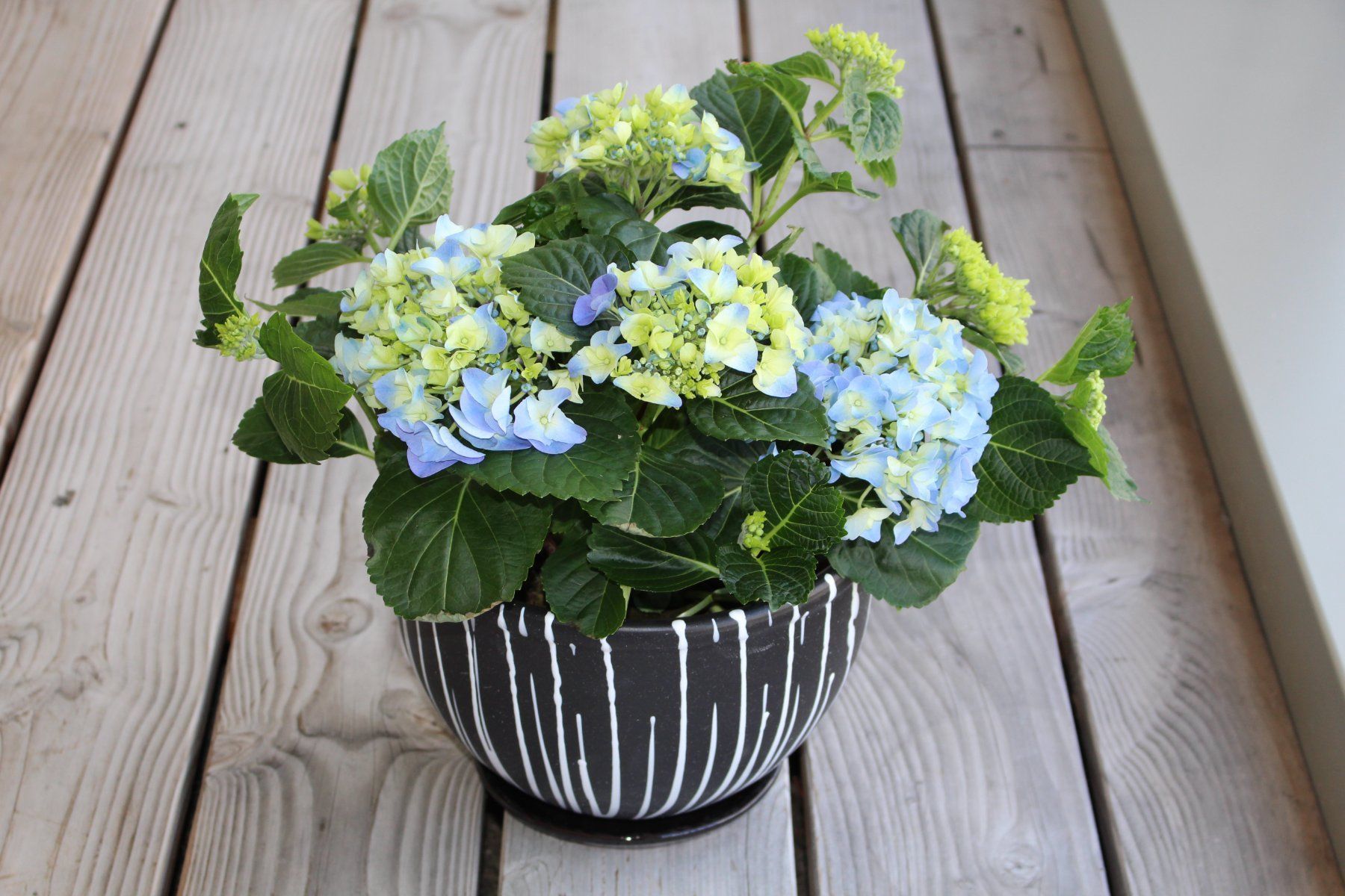 Vasi per fiori: Pflanzentopf/Blumentopf/Tontopf/Garten – Nuovo e nell'imballaggio originale da Zürich venduto da StellaKar 2