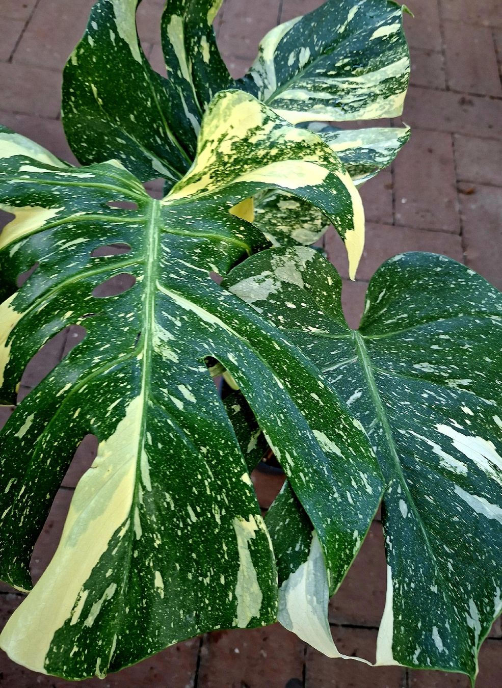 Pflanzen & Samen: RARISSIMO!!! H: 50-60 cm "Monstera Thai Constellation" – Neu und originalverpackt aus Rovio von POSITIFFARTandPLANTS 3