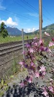 10 Akeleie samen aus bio garten