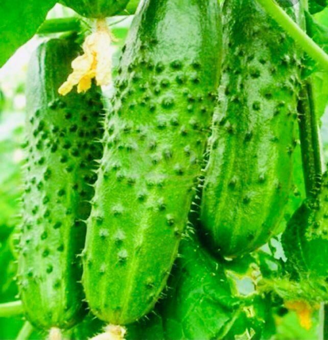 Piante & sementi: 50 SAMEN MINI GURKEN GRAINES SEMI SEEDS – Nuovo e nell'imballaggio originale da Rovio venduto da POSITIFFARTandPLANTS 5