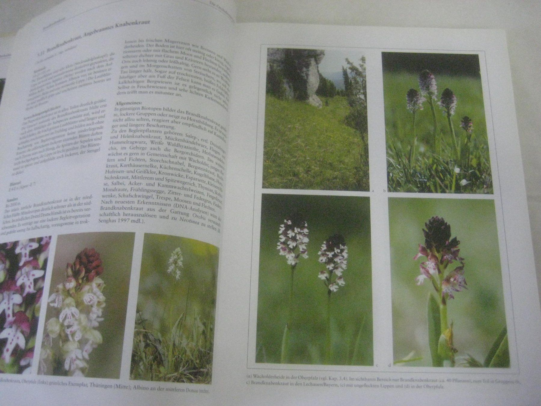 Libri: ORCHIDEEN  BUCH – Nuovo (secondo la descrizione) da Uster venduto da flocke1 2