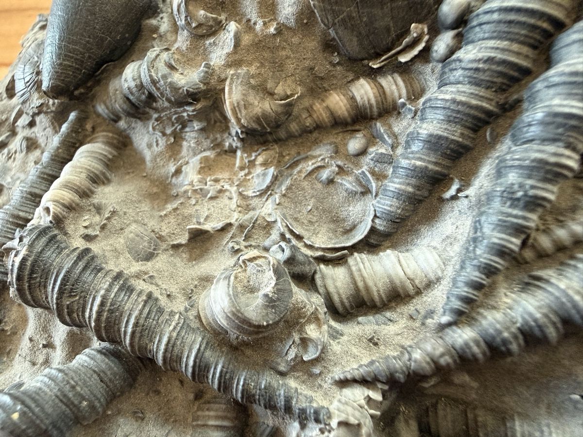 Fossili: Versteinerte Muschelplatte – Usato da Grenchen venduto da Bastet007 7