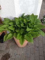 Hosta, Funkie sehr gr. Staude XXL !!!! im Terrakottatopf