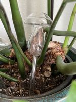 PFLANZEN Pilz 🍄 Glas Dekoration Bewässerungskugel