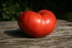 Piante & sementi: 50 Samen PINK PONDEROSA Tomate – Nuovo (secondo la descrizione) da Ehrendingen venduto da VerveinaSamen 9