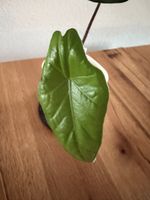 Alocasia Heterophylla Metallic Blue im SB-Topf