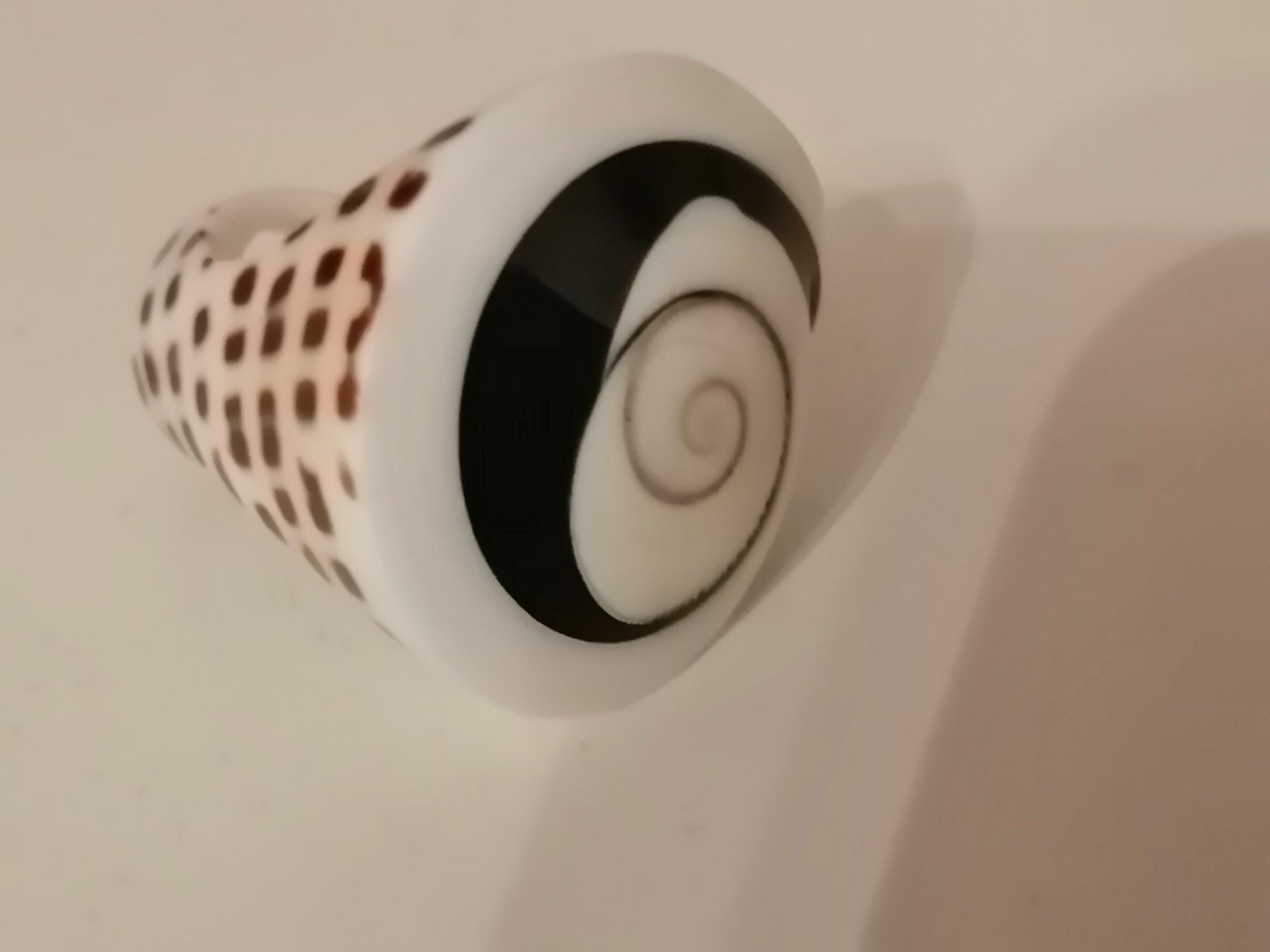 Anelli: Toller  Boho Muschel Ring – Usato da Nunningen venduto da mochflo