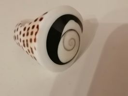 Toller  Boho Muschel Ring